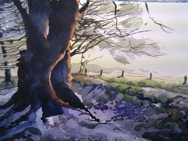 Cotswolds_old_tree Cotswolds_old_tree