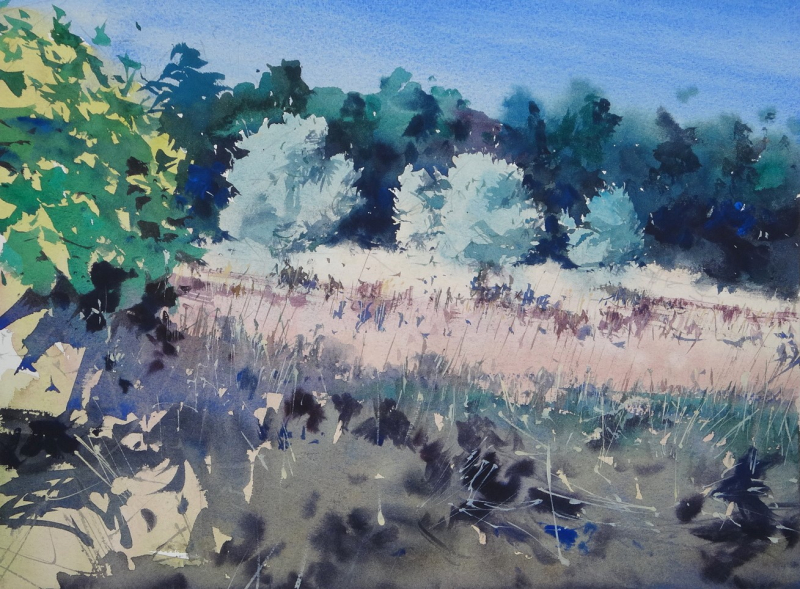 The Young Olive Trees