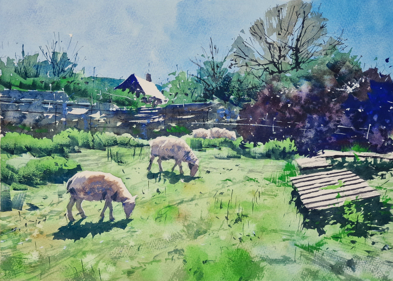 Sheep Small Holding Chipping Sodbury Sheep Small Holding Chipping Sodbury